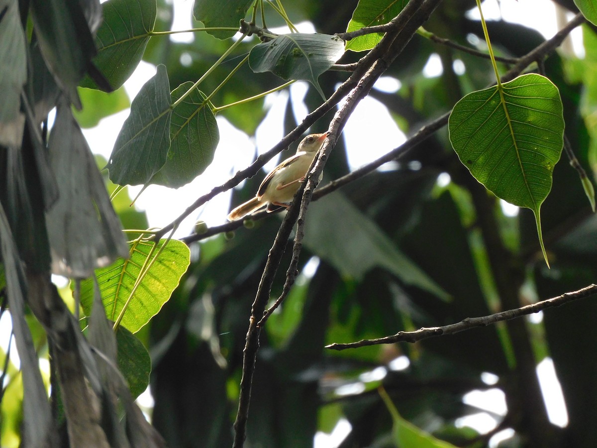 Common Tailorbird - ML620735706