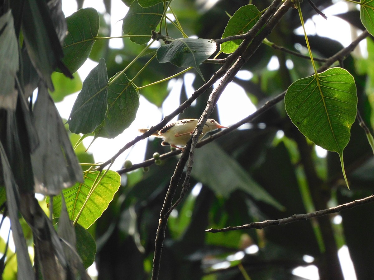 Common Tailorbird - ML620735707