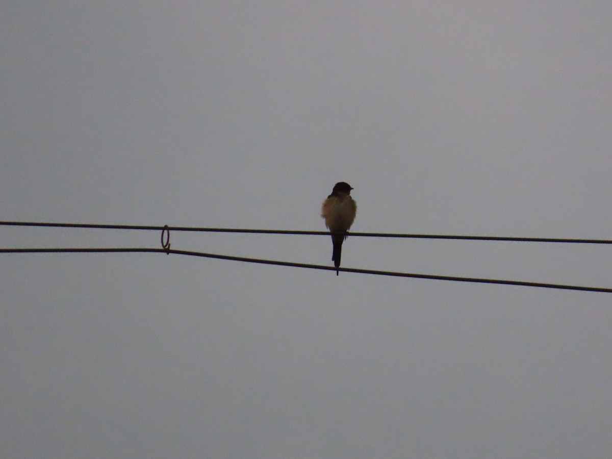 Red-rumped Swallow - ML620735710