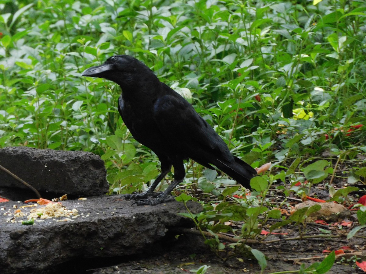 Large-billed Crow - ML620735711