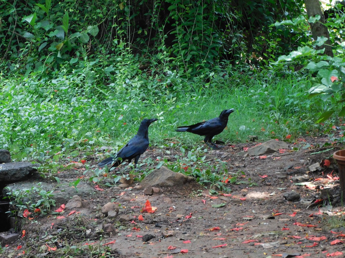 Corbeau à gros bec - ML620735713