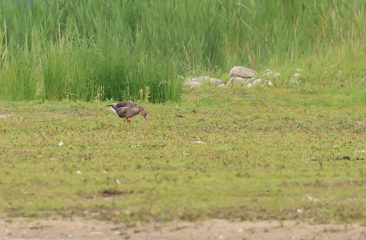 Greater White-fronted Goose - ML620735714