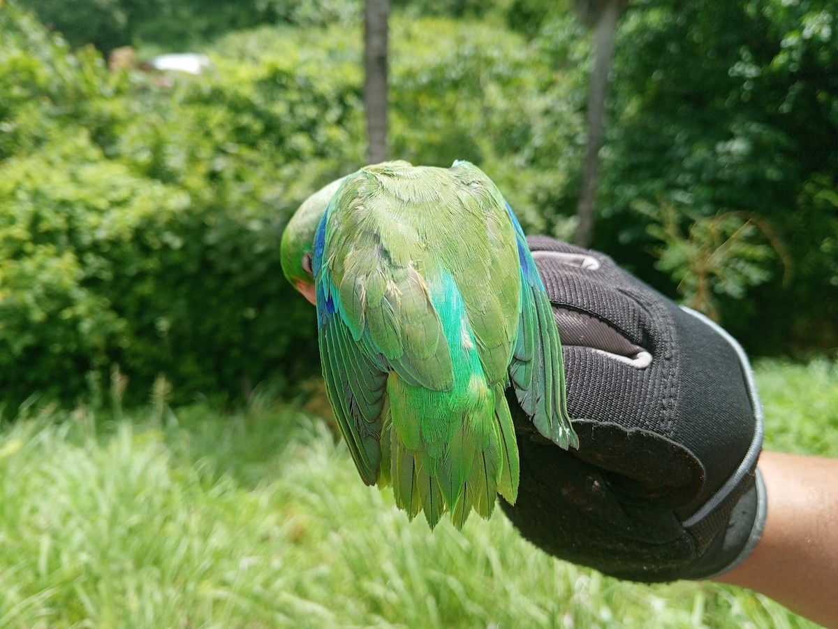 Green-rumped Parrotlet - ML620735717