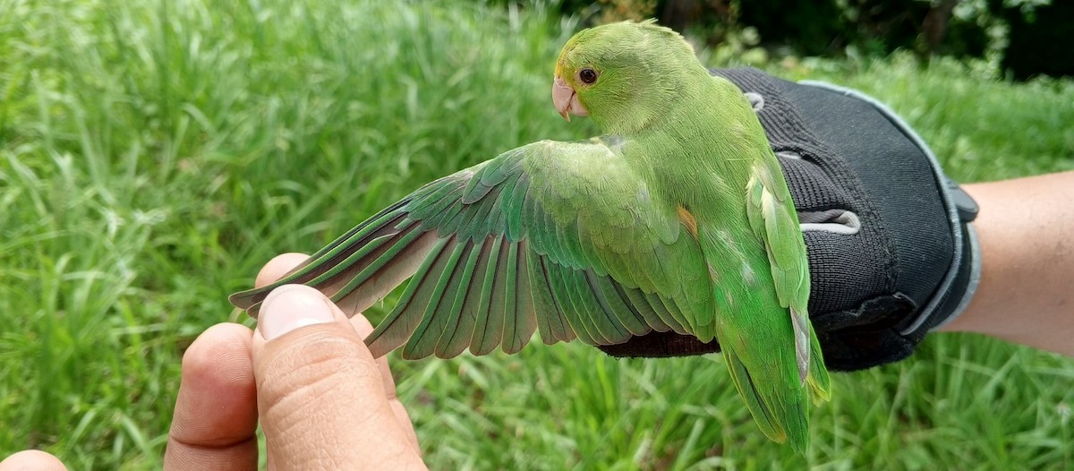 Green-rumped Parrotlet - ML620735718