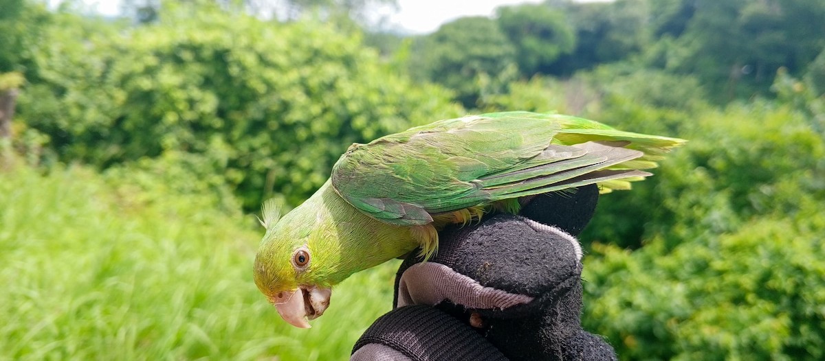 Yeşil Sokumlu Serçe Papağanı - ML620735719