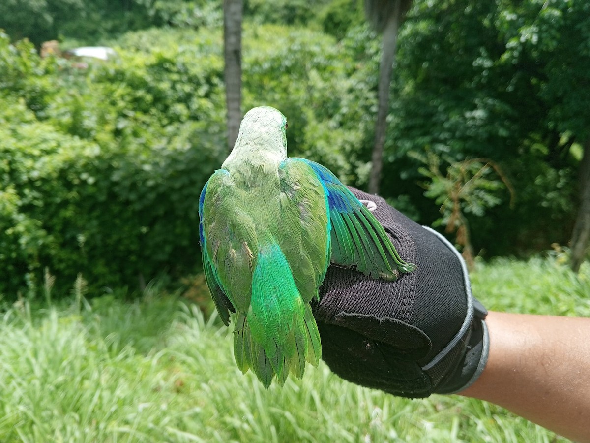 Папуга-горобець гвіанський - ML620735720