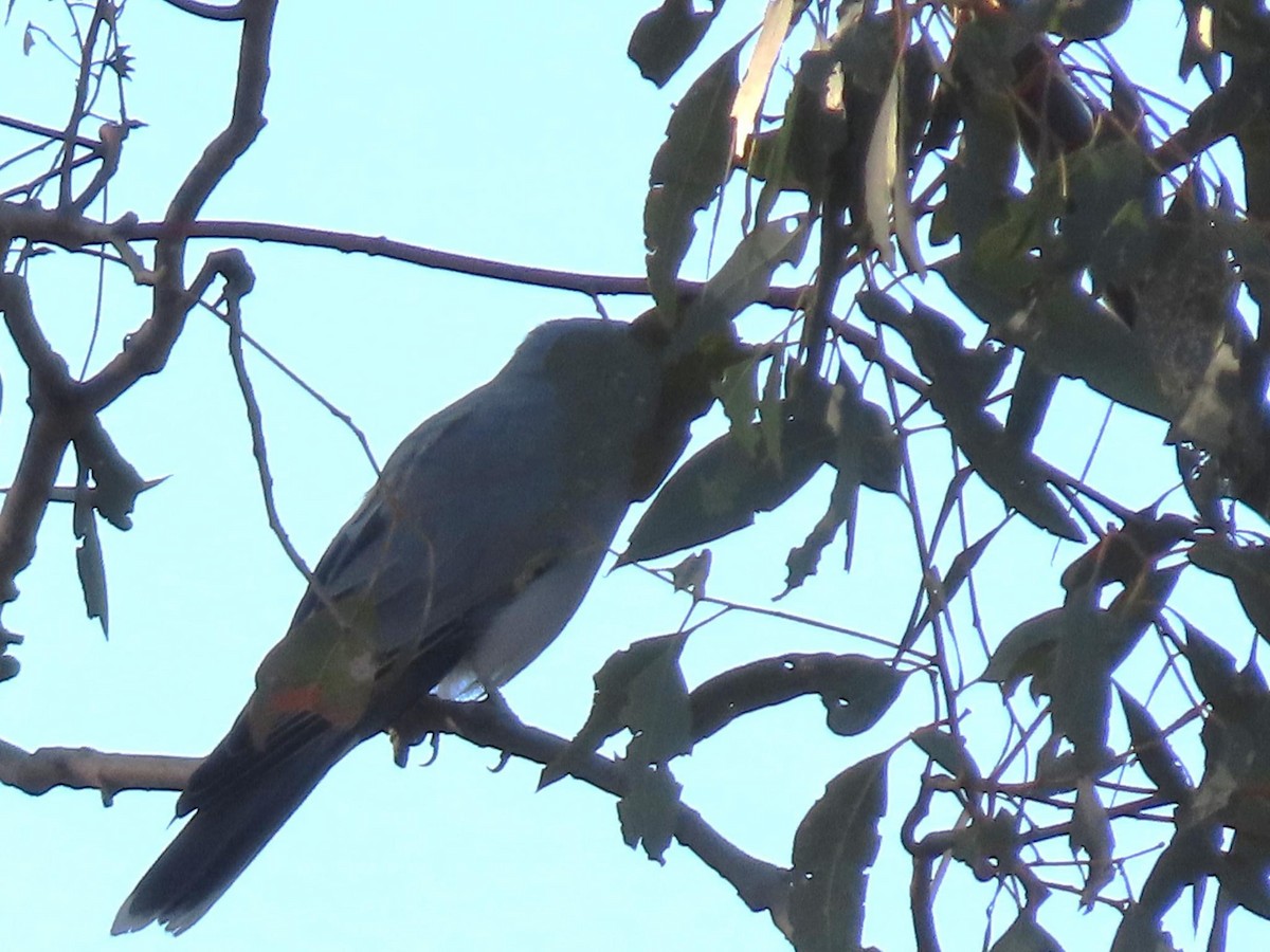 Black-faced Cuckooshrike - ML620735723