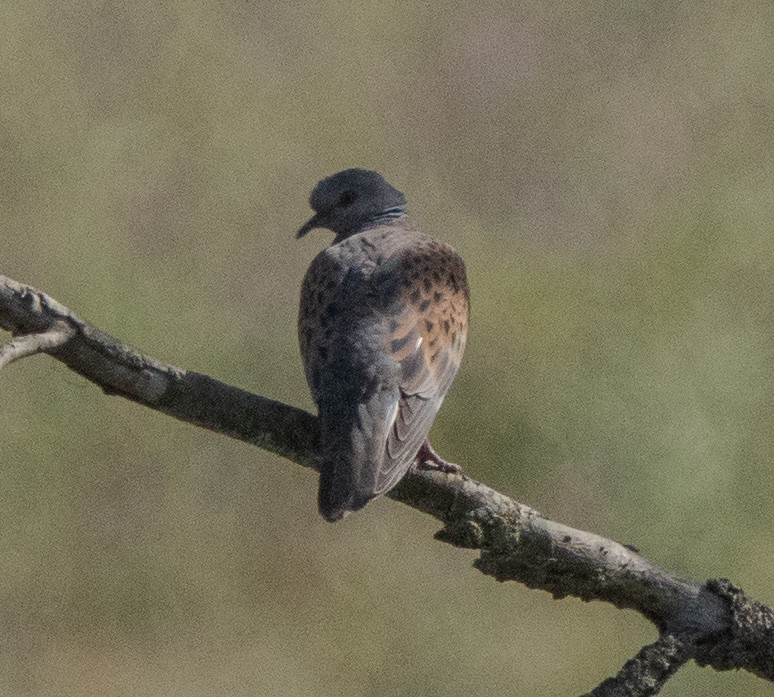 European Turtle-Dove - ML620735729