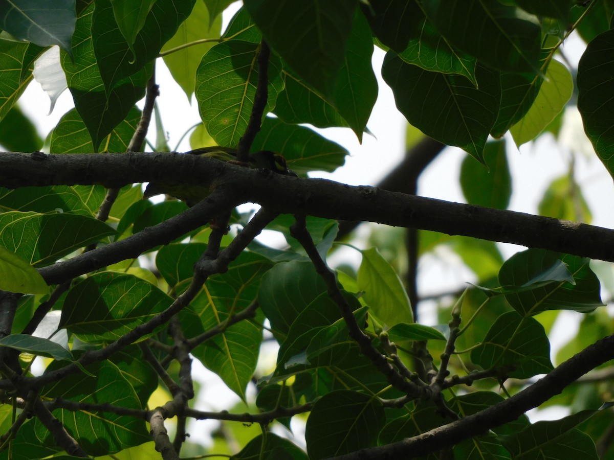 Coppersmith Barbet - ML620735730