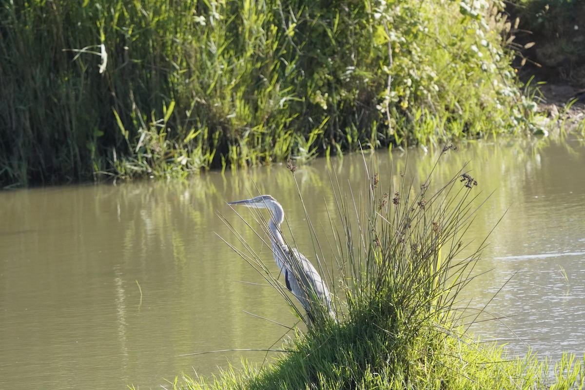 Gray Heron - ML620735732