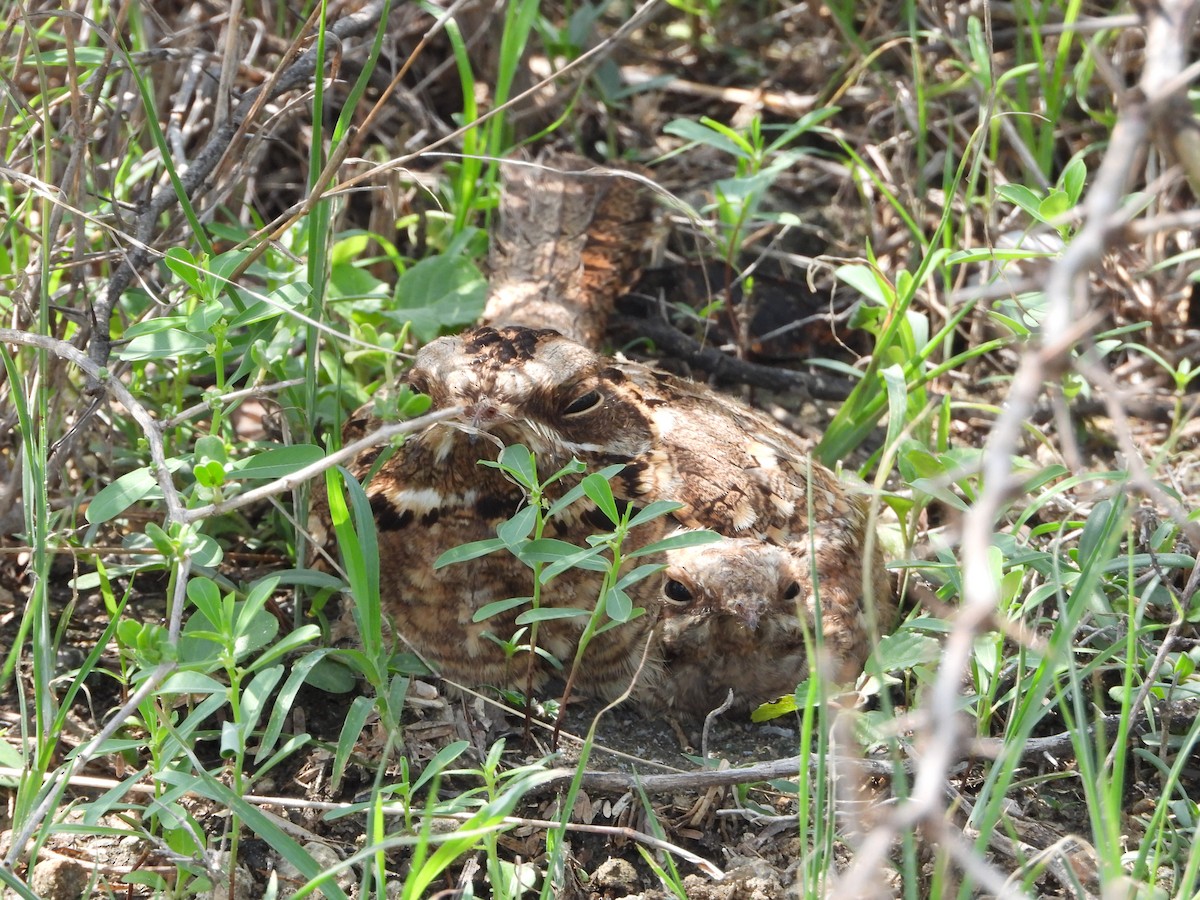 Indian Nightjar - ML620735734