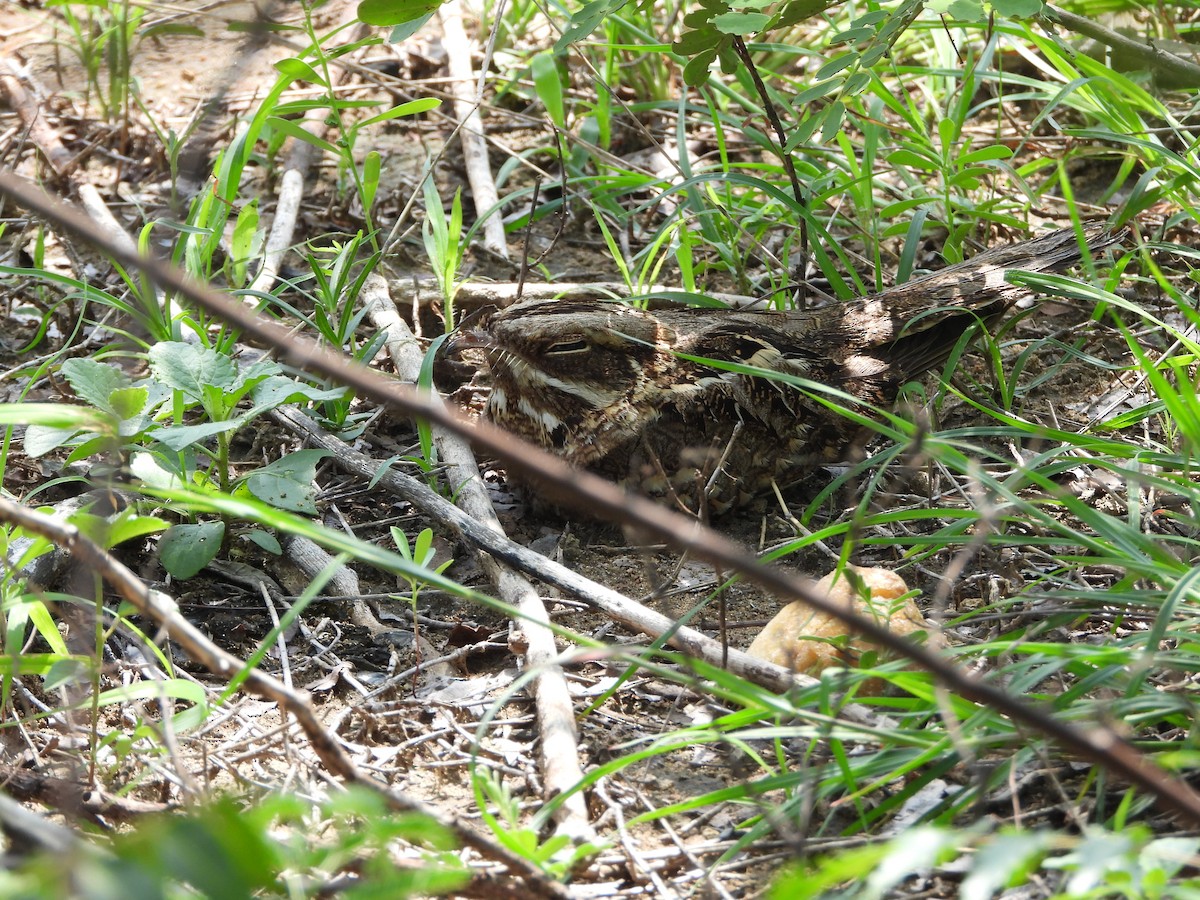 Indian Nightjar - ML620735735