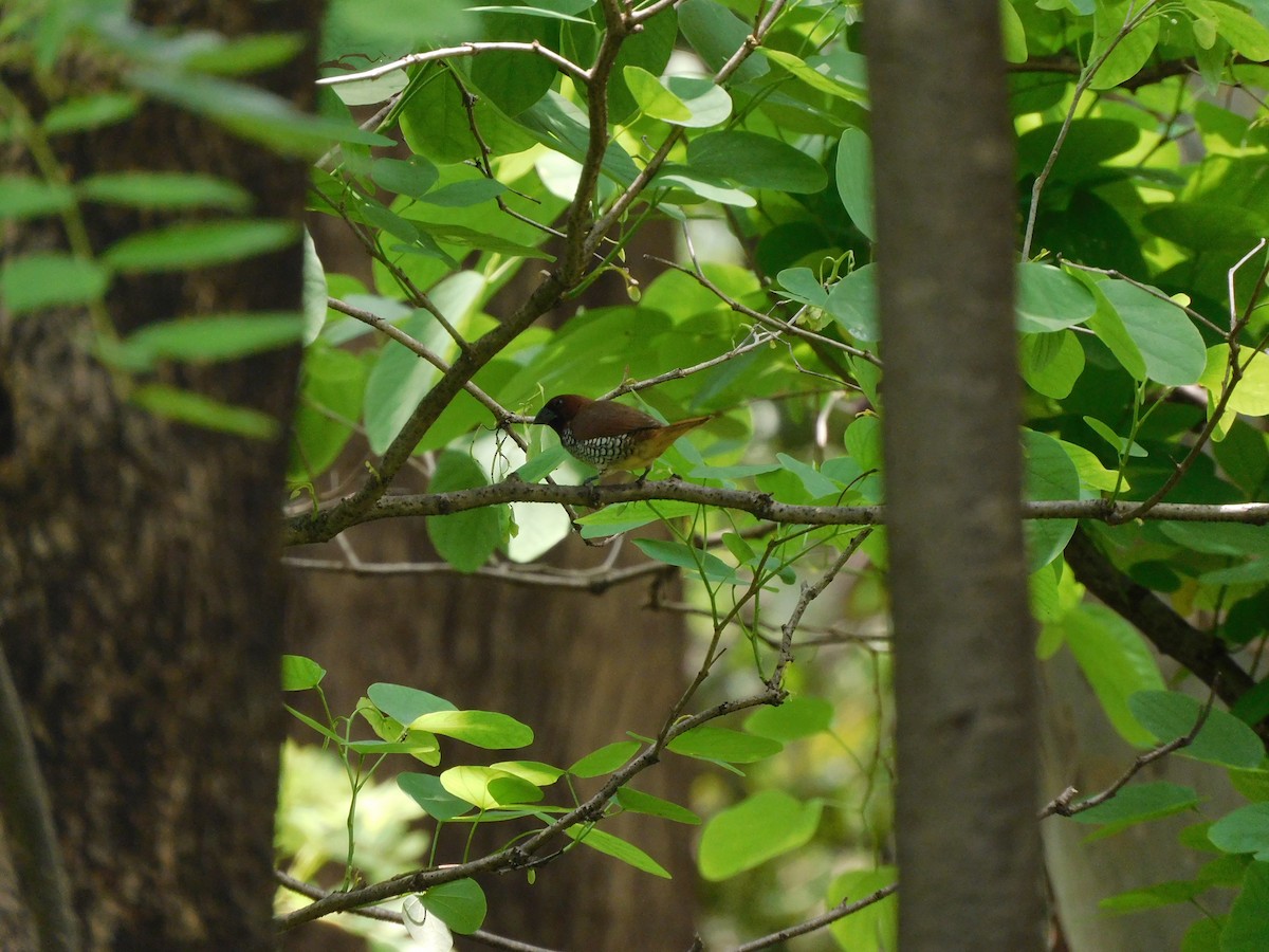 Scaly-breasted Munia - ML620735736