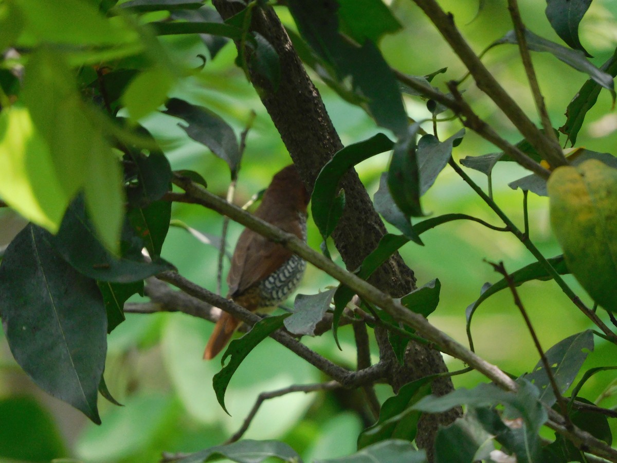 Scaly-breasted Munia - ML620735738