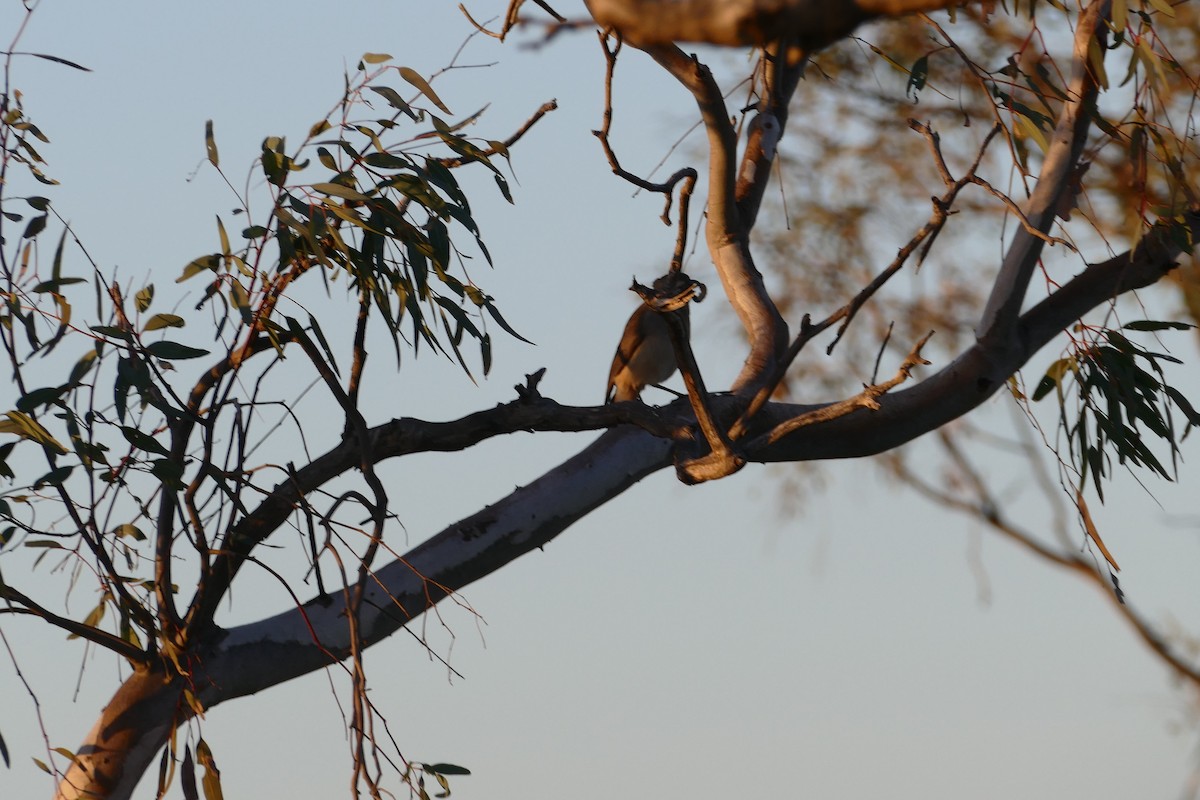 Gray Shrikethrush - ML620735740