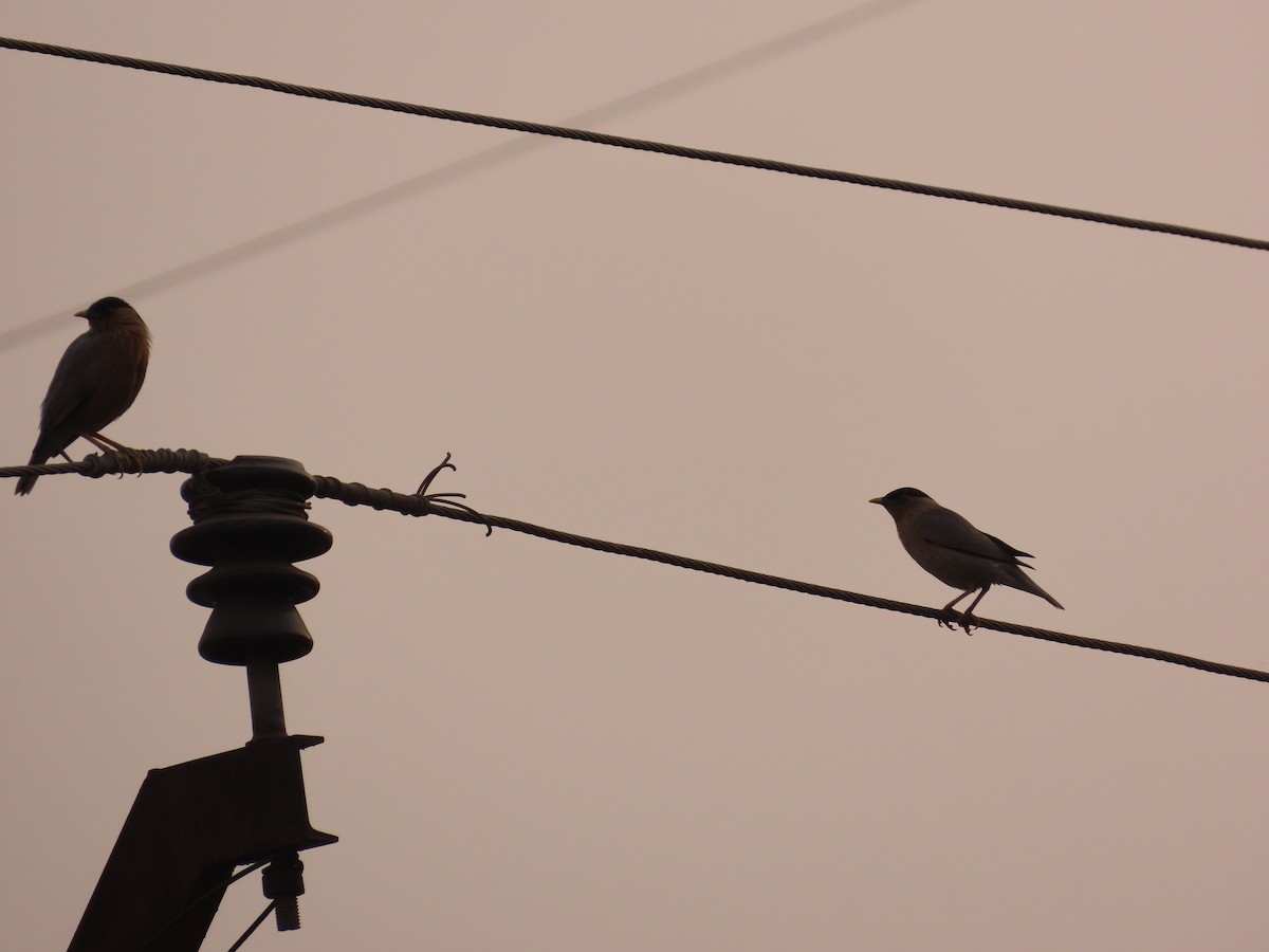 Brahminy Starling - ML620735742