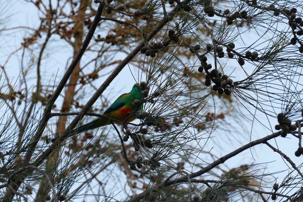 Mulga Parrot - ML620735743