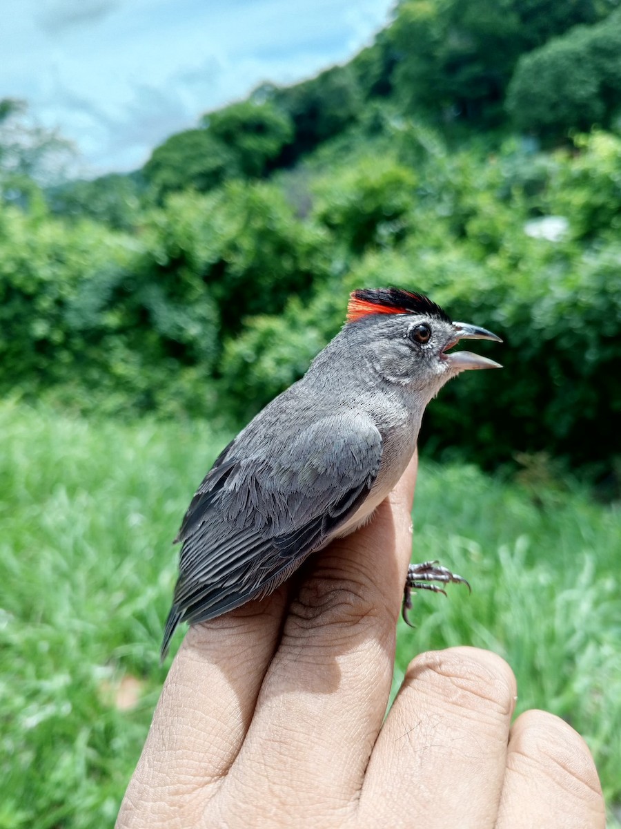 Pileated Finch - ML620735749