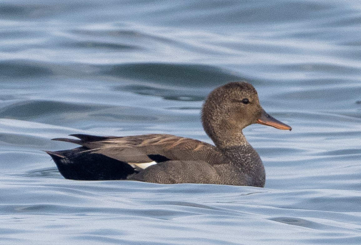 Gadwall - ML620735754