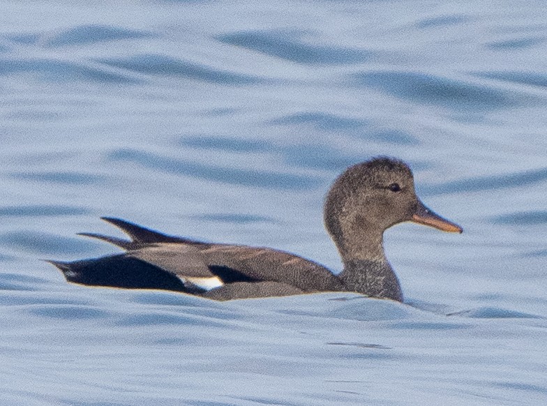 Gadwall - ML620735756