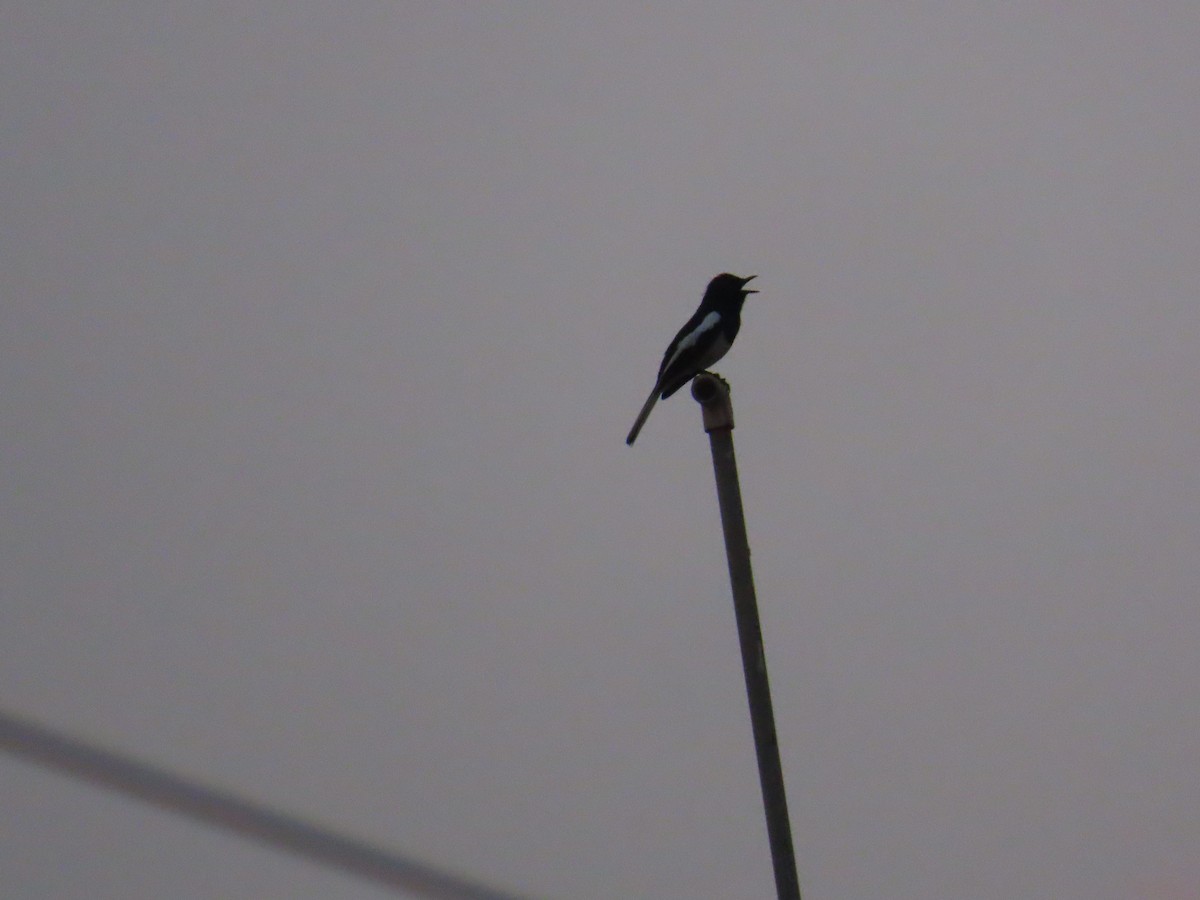 Oriental Magpie-Robin - ML620735758