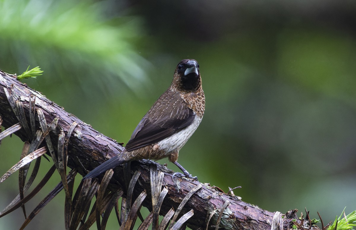 White-rumped Munia - ML620735760