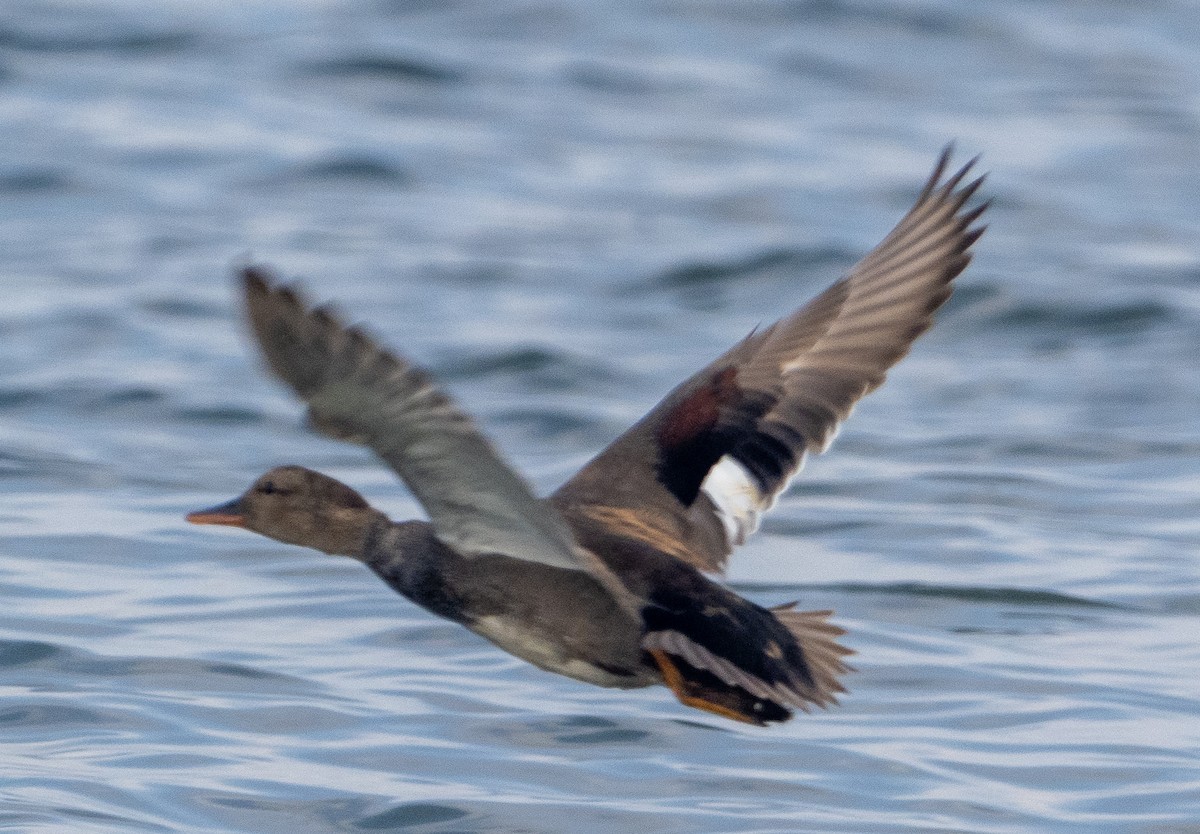 Gadwall - Sam Zuckerman