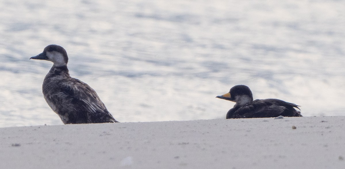 Black Scoter - ML620735764