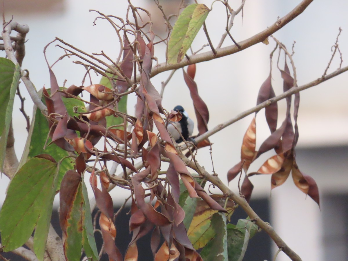 Cinereous Tit - ML620735770