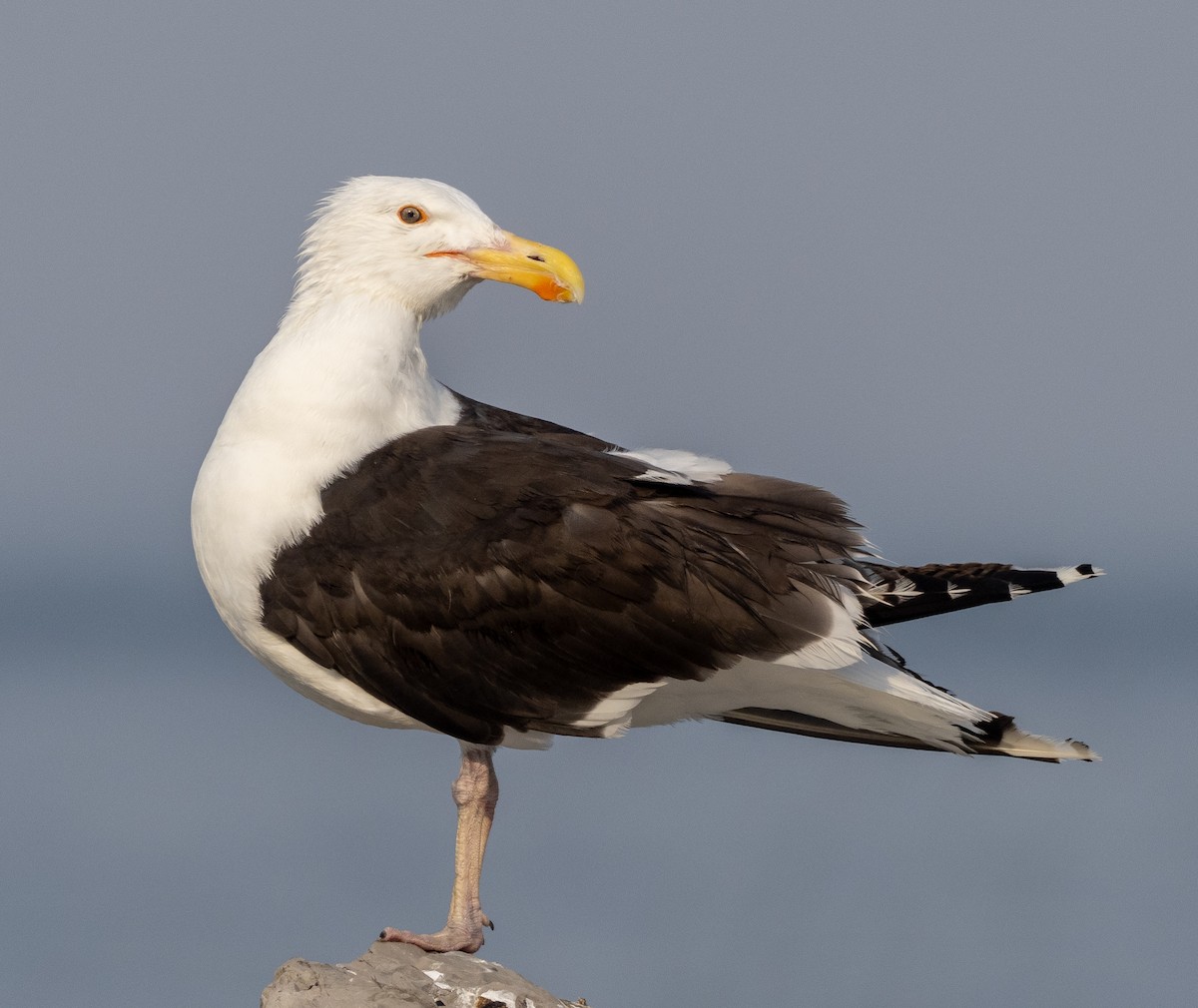 Great Black-backed Gull - Sam Zuckerman