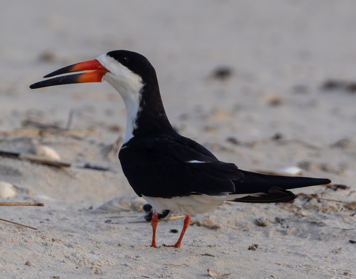 Black Skimmer - ML620735777