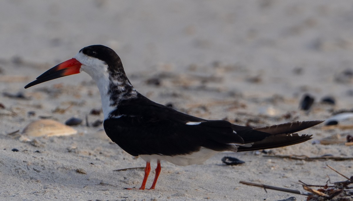 Black Skimmer - ML620735779