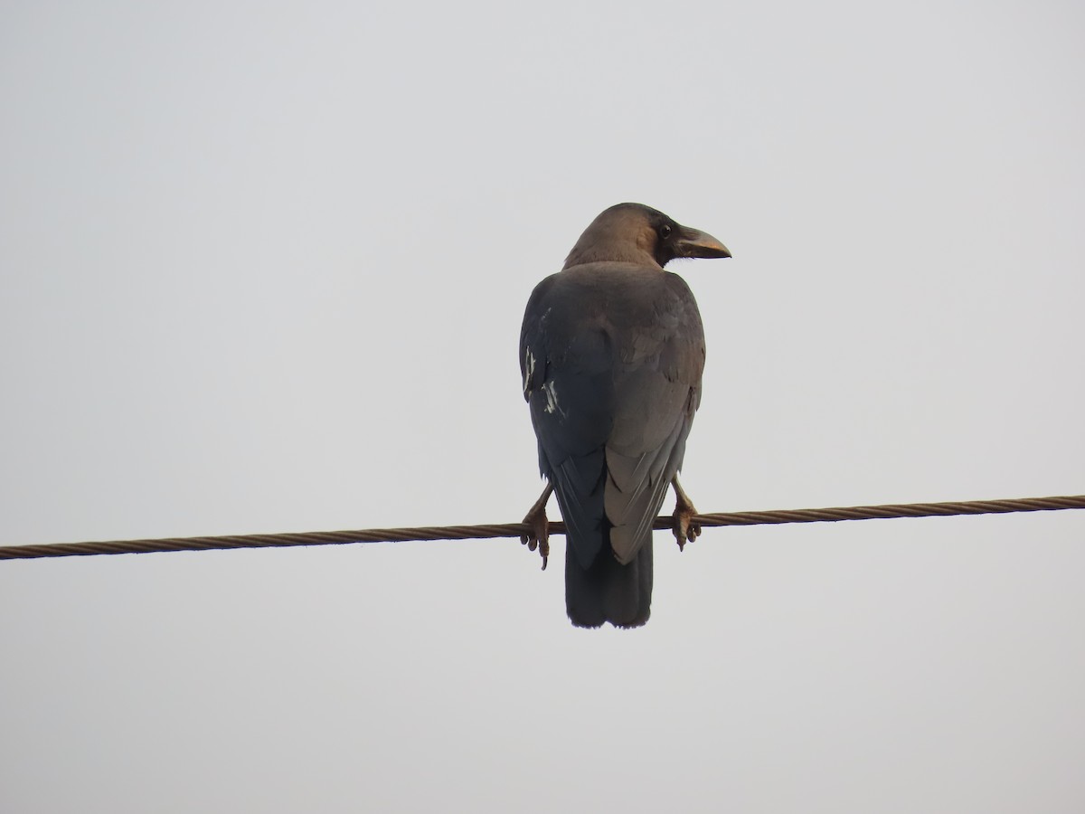 House Crow - Shilpa Gadgil