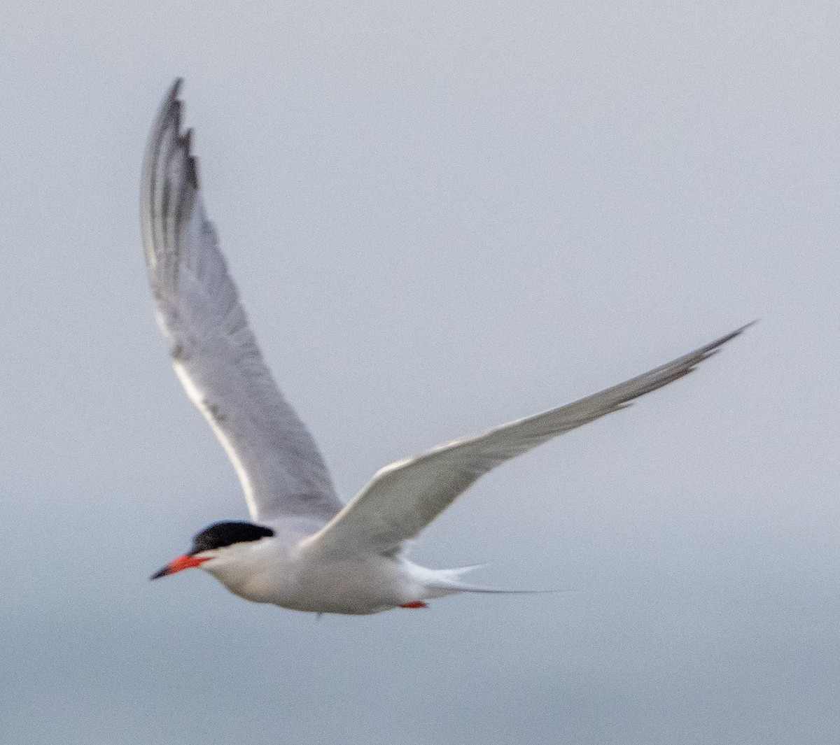 Common Tern - ML620735786