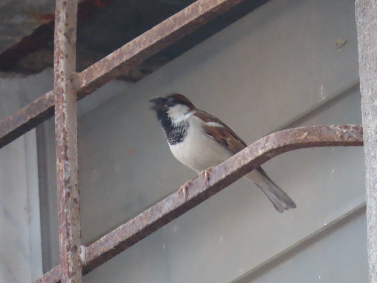 House Sparrow - ML620735790