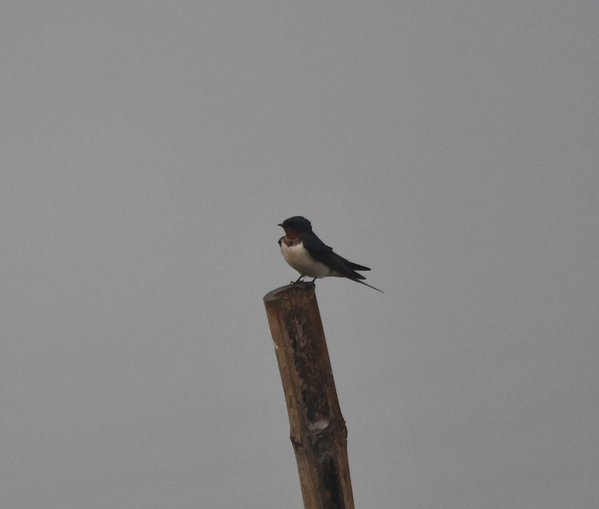 Barn Swallow - ML620735791
