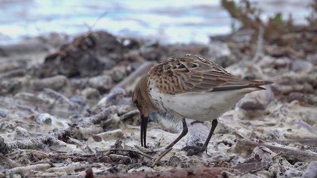 Alpenstrandläufer - ML620735799