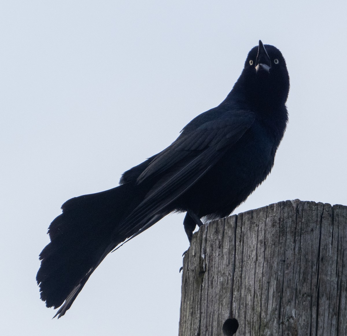 Boat-tailed Grackle - ML620735801