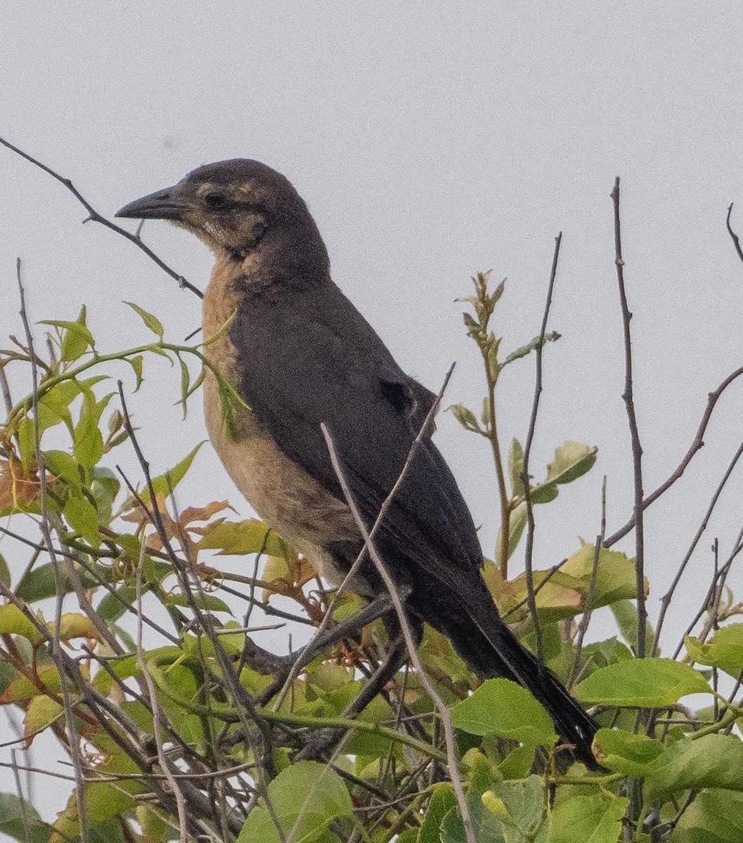 Boat-tailed Grackle - ML620735802