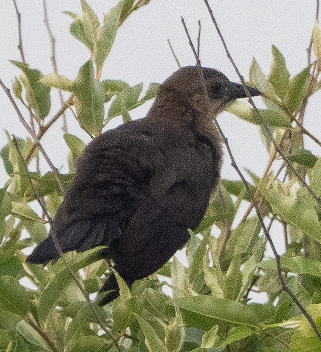 Boat-tailed Grackle - ML620735806