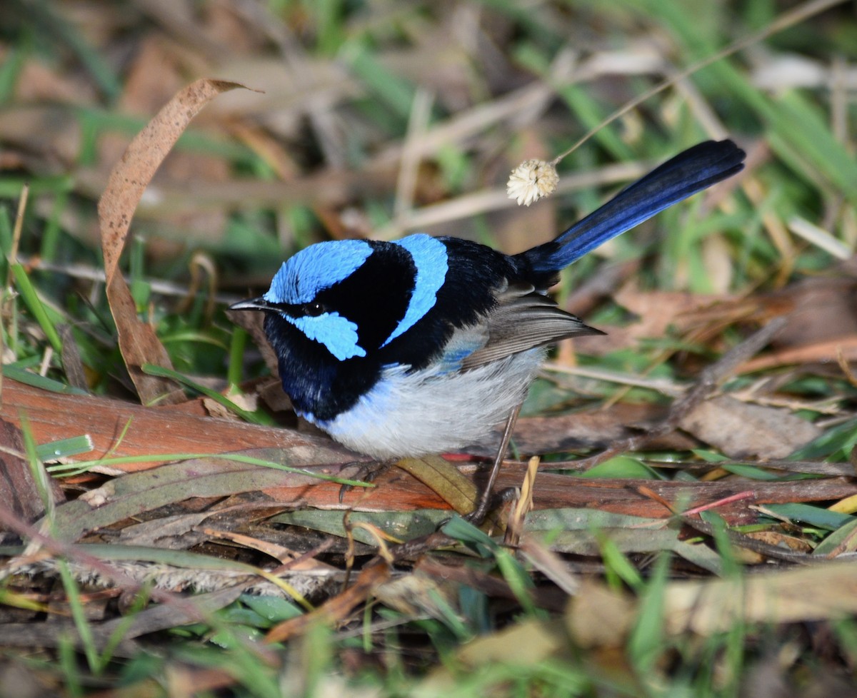 Superb Fairywren - ML620735813