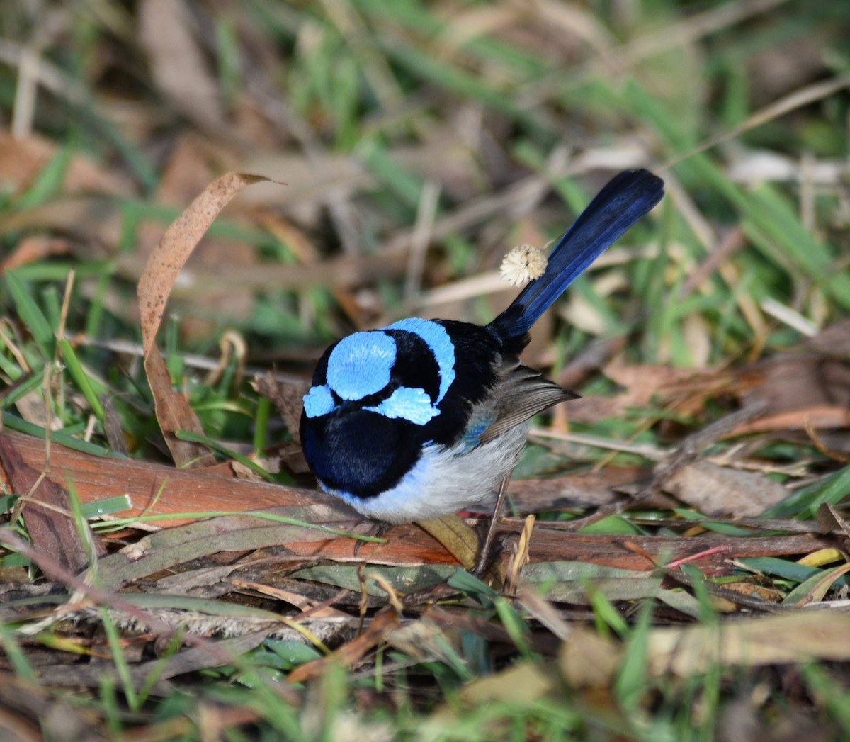 Superb Fairywren - ML620735814