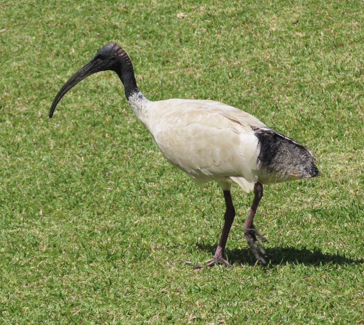 ibis australský - ML620735816