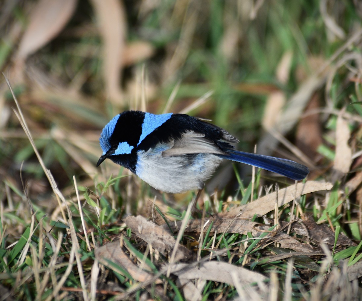 Superb Fairywren - Natalie Betts