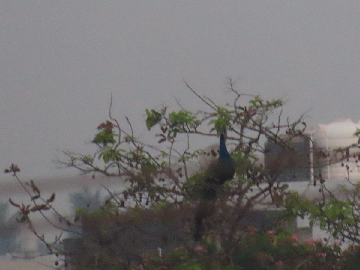 Indian Peafowl - ML620735821