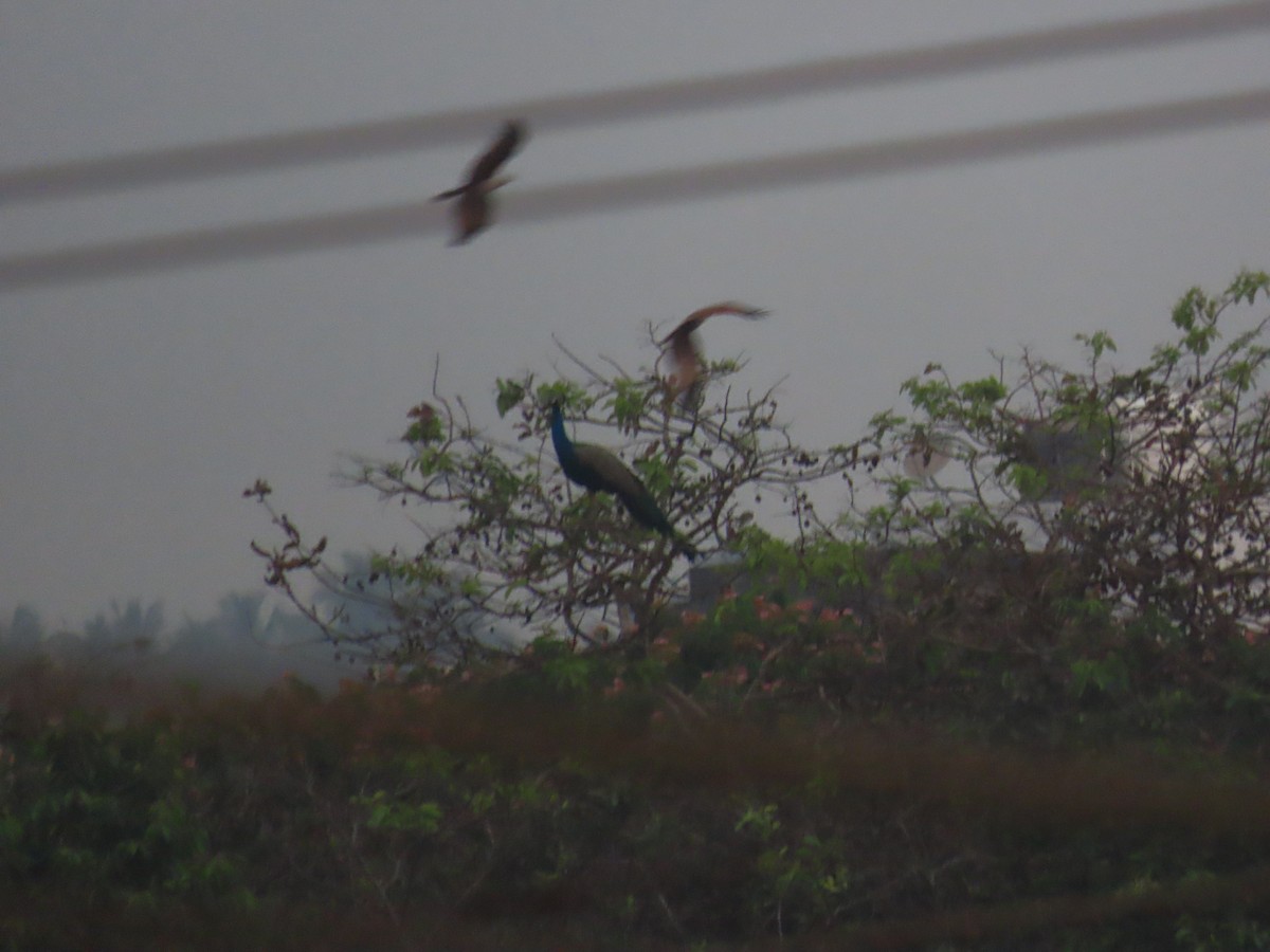 Indian Peafowl - ML620735824