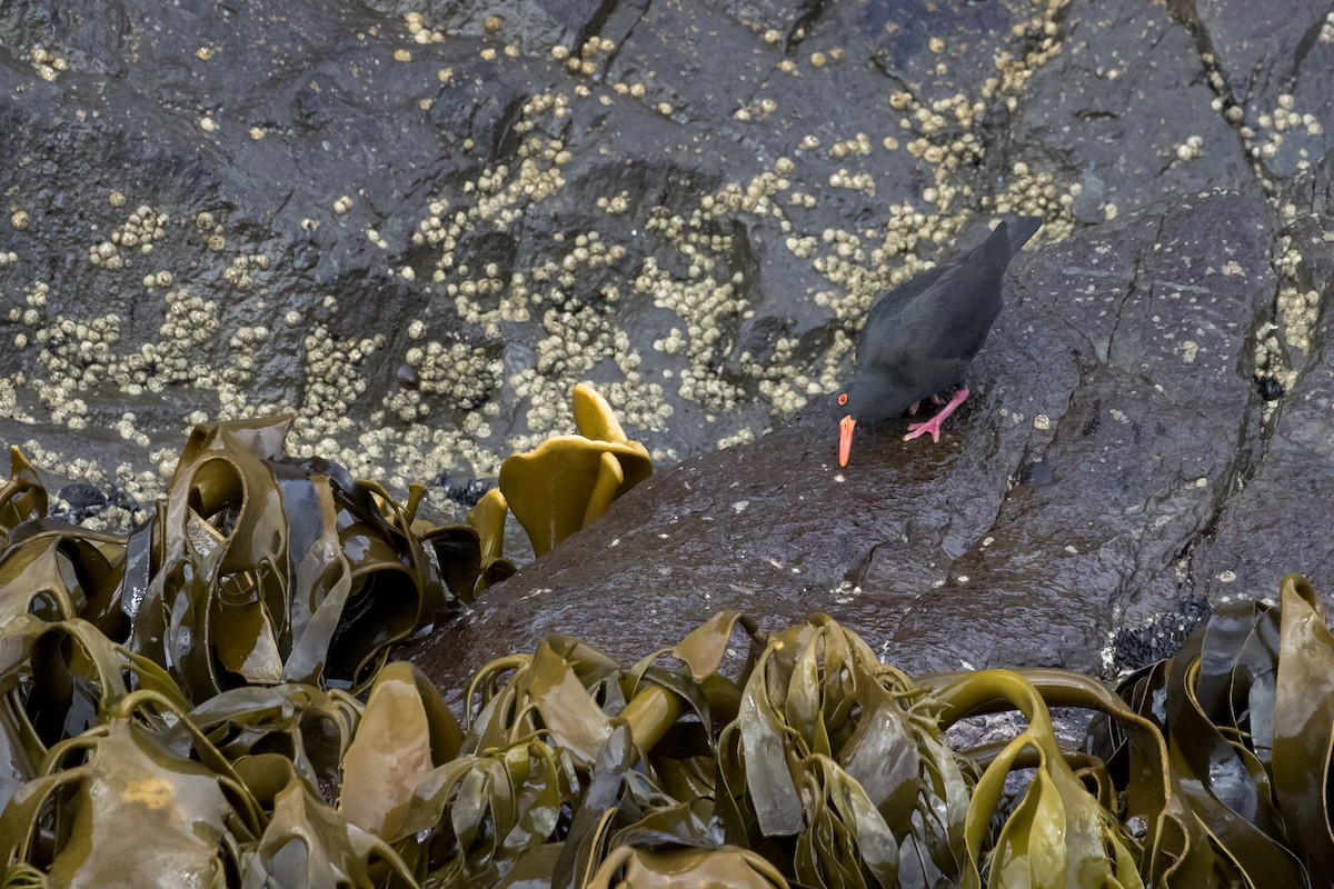 Sooty Oystercatcher - ML620735825