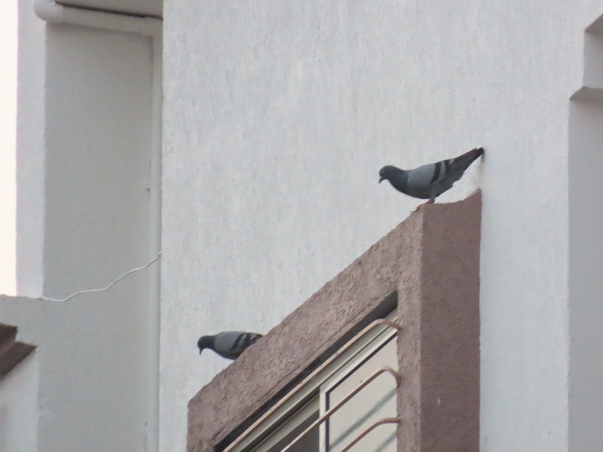 Rock Pigeon (Feral Pigeon) - ML620735831