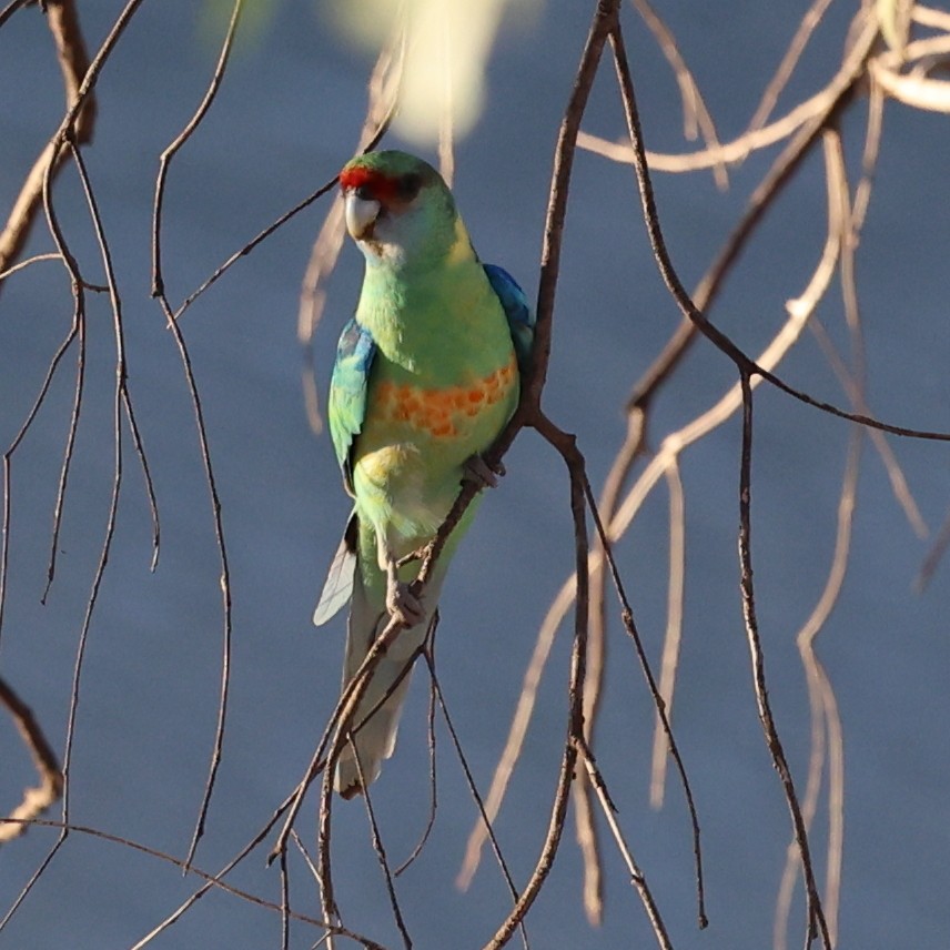 Perico de Port Lincoln (barnardi) - ML620735839