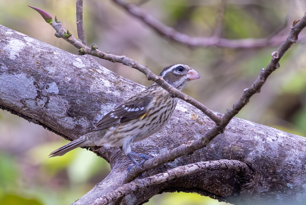 Rose-breasted Grosbeak - Lutz Duerselen